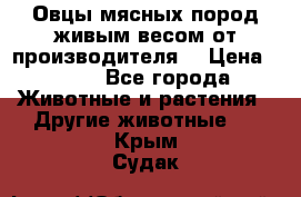 Овцы мясных пород живым весом от производителя. › Цена ­ 110 - Все города Животные и растения » Другие животные   . Крым,Судак